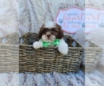 Small Photo #1 Shih Tzu Puppy For Sale in INDIANAPOLIS, IN, USA