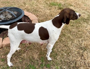 Mother of the German Shorthaired Pointer puppies born on 11/08/2018