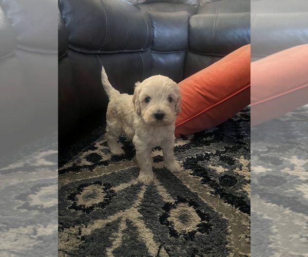 Medium Photo #2 Double Doodle Puppy For Sale in WHITE CITY, OR, USA