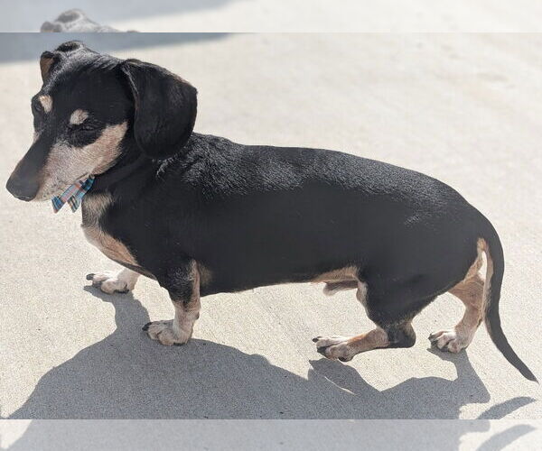 Medium Photo #4 Dachshund Puppy For Sale in Shelbyville, TN, USA