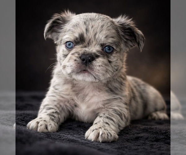 Medium Photo #1 French Bulldog Puppy For Sale in PHOENIX, AZ, USA