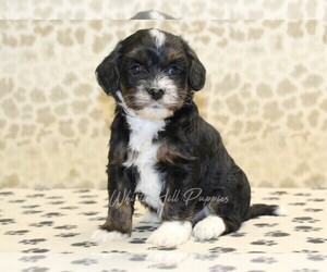 Medium Cavapoo-Miniature Bernedoodle Mix