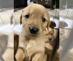 Small Photo #11 Golden Retriever Puppy For Sale in WASHINGTON, DC, USA