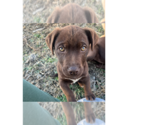 Bulldog-Labrador Retriever Mix Dogs for adoption in Aurora, IN, USA