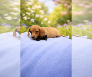 Dachshund Puppy for sale in RIPLEY, MS, USA