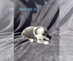 Small #16 Australian Shepherd