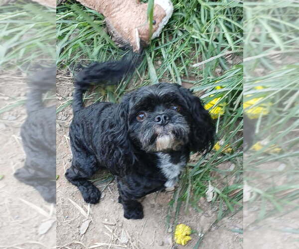 Medium Photo #1 Cavapoo Puppy For Sale in CANDLER, NC, USA