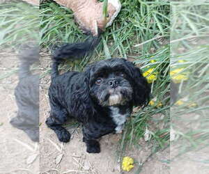 Father of the Cavapoo puppies born on 05/26/2025