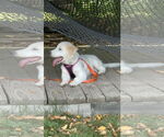 Small #2 Great Pyrenees