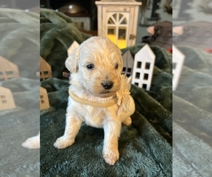 Goldendoodle Puppy for sale in FLAT ROCK, NC, USA