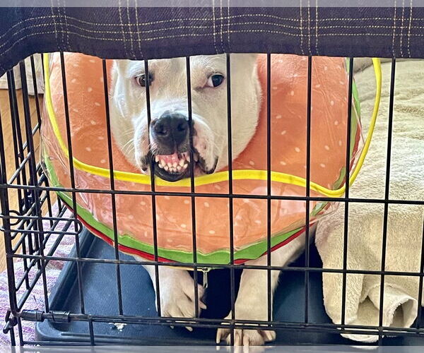 Medium Photo #17 American Pit Bull Terrier-Unknown Mix Puppy For Sale in Corona, CA, USA