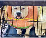 Small #16 American Pit Bull Terrier Mix