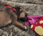 Small #17 Rhodesian Ridgeback