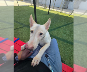 Siberian Husky-Unknown Mix Dogs for adoption in Woodbury, NY, USA