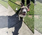Small #13 American Pit Bull Terrier Mix