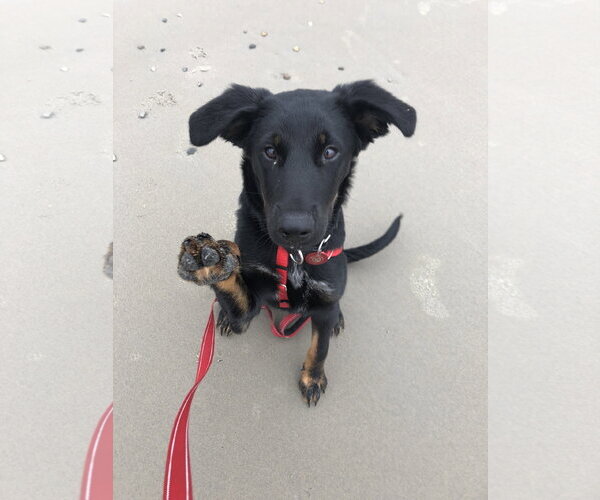 Medium Photo #1 Labrador Retriever-Unknown Mix Puppy For Sale in Wakefield, RI, USA