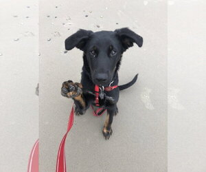 Labrador Retriever-Unknown Mix Dogs for adoption in Wakefield, RI, USA