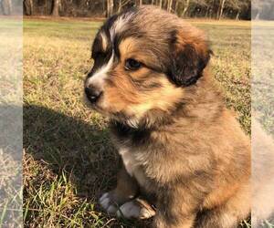 Great Bernese Puppy for sale in BLACKVILLE, SC, USA
