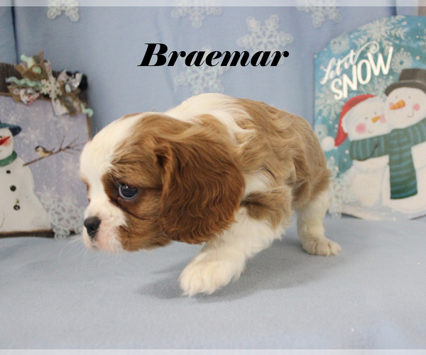 Medium Photo #5 Cavalier King Charles Spaniel Puppy For Sale in CHANUTE, KS, USA