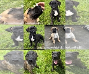 Presa Canario Puppy for sale in HOLLYWOOD, FL, USA