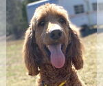 Small #6 Golden Irish