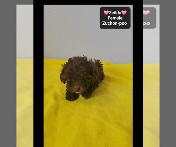 Medium Photo #4 Poodle (Toy)-Zuchon Mix Puppy For Sale in TUCSON, AZ, USA