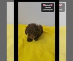 Zeilda - Female Poodle (Toy)-Zuchon Mix Puppy for Sale - Photo #4