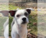 Small Photo #6 Havashu Puppy For Sale in Greensboro, NC, USA