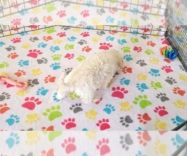 Medium Photo #13 Maltipoo (Toy) Puppy For Sale in ORO VALLEY, AZ, USA