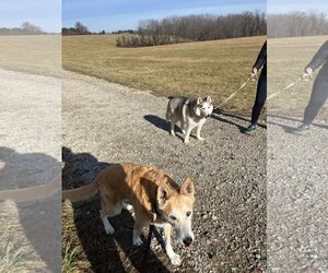 Skylar *foster needed* - Male - Mix Dog for Adoption - Photo #7