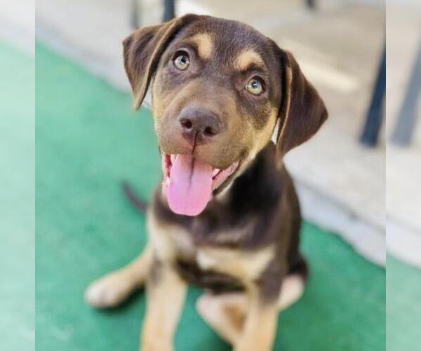 Medium Photo #7 Mutt Puppy For Sale in San Diego, CA, USA