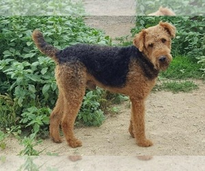 Father of the Airedale Terrier puppies born on 07/06/2019
