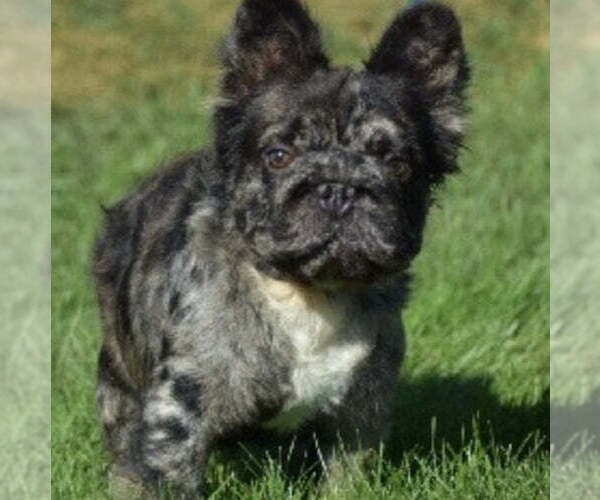 Medium Photo #1 French Bulldog Puppy For Sale in GOSHEN, IN, USA