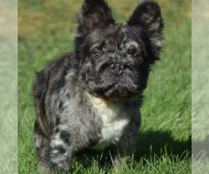 Father of the French Bulldog puppies born on 04/03/2026