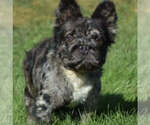 Small Photo #1 French Bulldog Puppy For Sale in GOSHEN, IN, USA