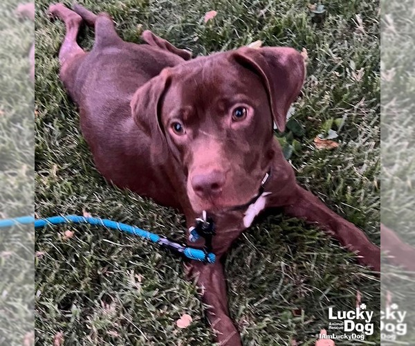 Medium Photo #7 Chocolate Labrador retriever-Retriever  Mix Puppy For Sale in Washington, DC, USA