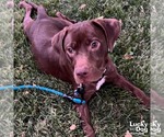 Small #6 Chocolate Labrador retriever-Retriever  Mix
