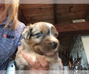 Australian Shepherd Puppy for Sale in DRUMORE, Pennsylvania USA