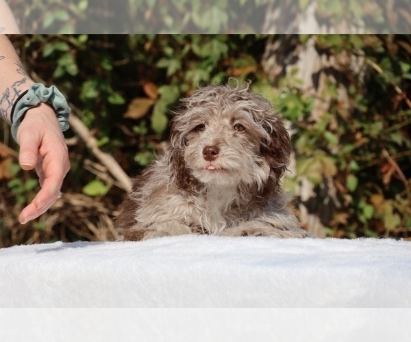 Medium Photo #25 ShihPoo Puppy For Sale in DYERSBURG, TN, USA