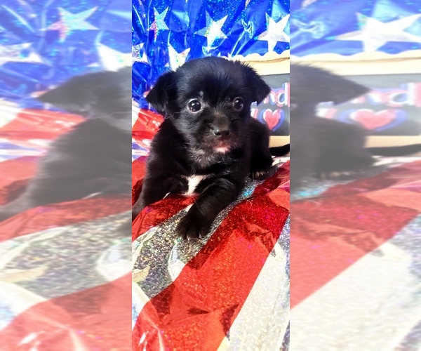 Medium Photo #102 Yorkshire Terrier Puppy For Sale in AKRON, OH, USA