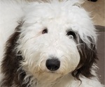 Small Photo #1 Sheepadoodle Puppy For Sale in MECHANICSVLLE, VA, USA