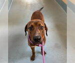 Small #2 American Staffordshire Terrier Mix