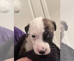 Small #3 Catahoula Leopard Dog-Mountain Cur Mix
