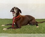 Small Photo #2 Greyhound-Labrador Retriever Mix Puppy For Sale in San Diego, CA, USA