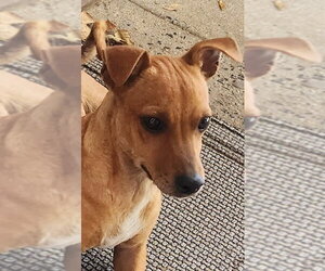 Chiweenie Dogs for adoption in Horn Lake, MS, USA