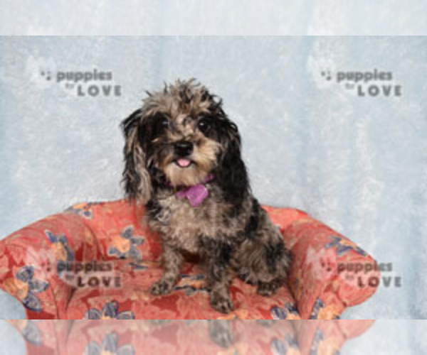 Medium Photo #13 Poodle (Toy) Puppy For Sale in SANGER, TX, USA