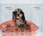 Small #12 Poodle (Toy)