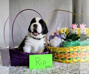 Medium Saint Bernard