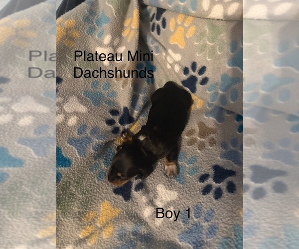 Medium Photo #7 Dachshund Puppy For Sale in CROSSVILLE, TN, USA