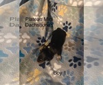 Small #6 Dachshund